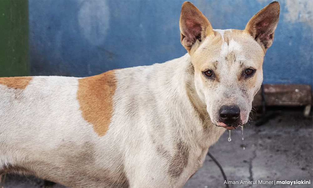 Kanak-kanak cedera diserang anjing perlu jalani pembedahan susulan
