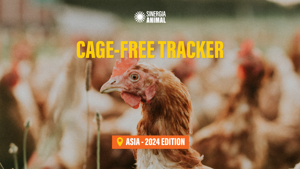 New Report Urges Action as Companies Fall Behind on 2025 Animal Welfare Pledge