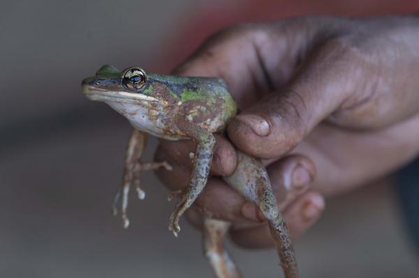 Seekor katak yang ditangkap dalam sungai yang tercemar.