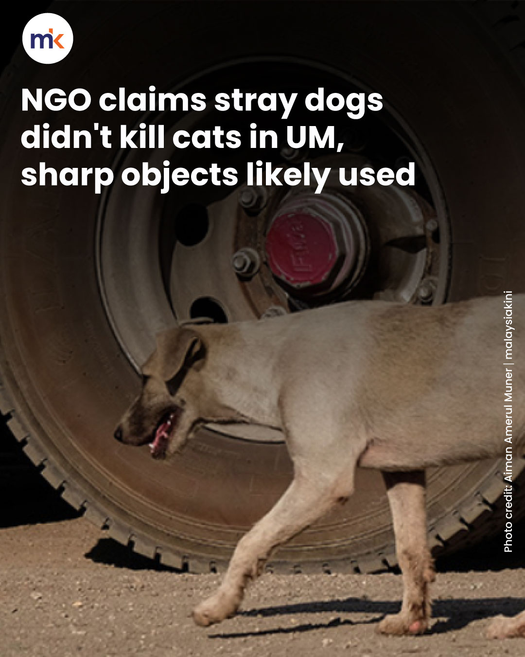 NGO claims stray dogs didn't kill cats in UM, sharp objects likely used