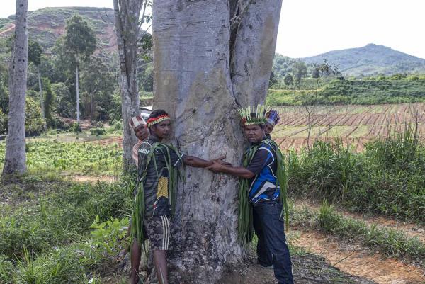 Sebatang pokok getah yang ditanam 80 tahun lalu merupakan khazanah warisan yang dihargai.