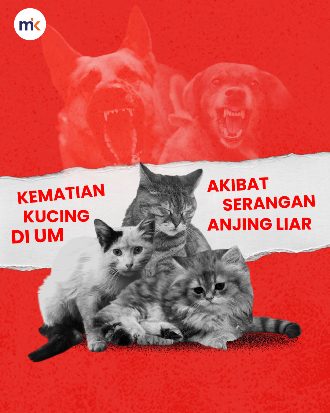 Kematian kucing di UM akibat serangan anjing liar