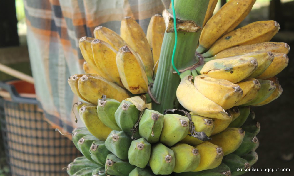 COMMENT | Telling us to eat local bananas just won't cut it