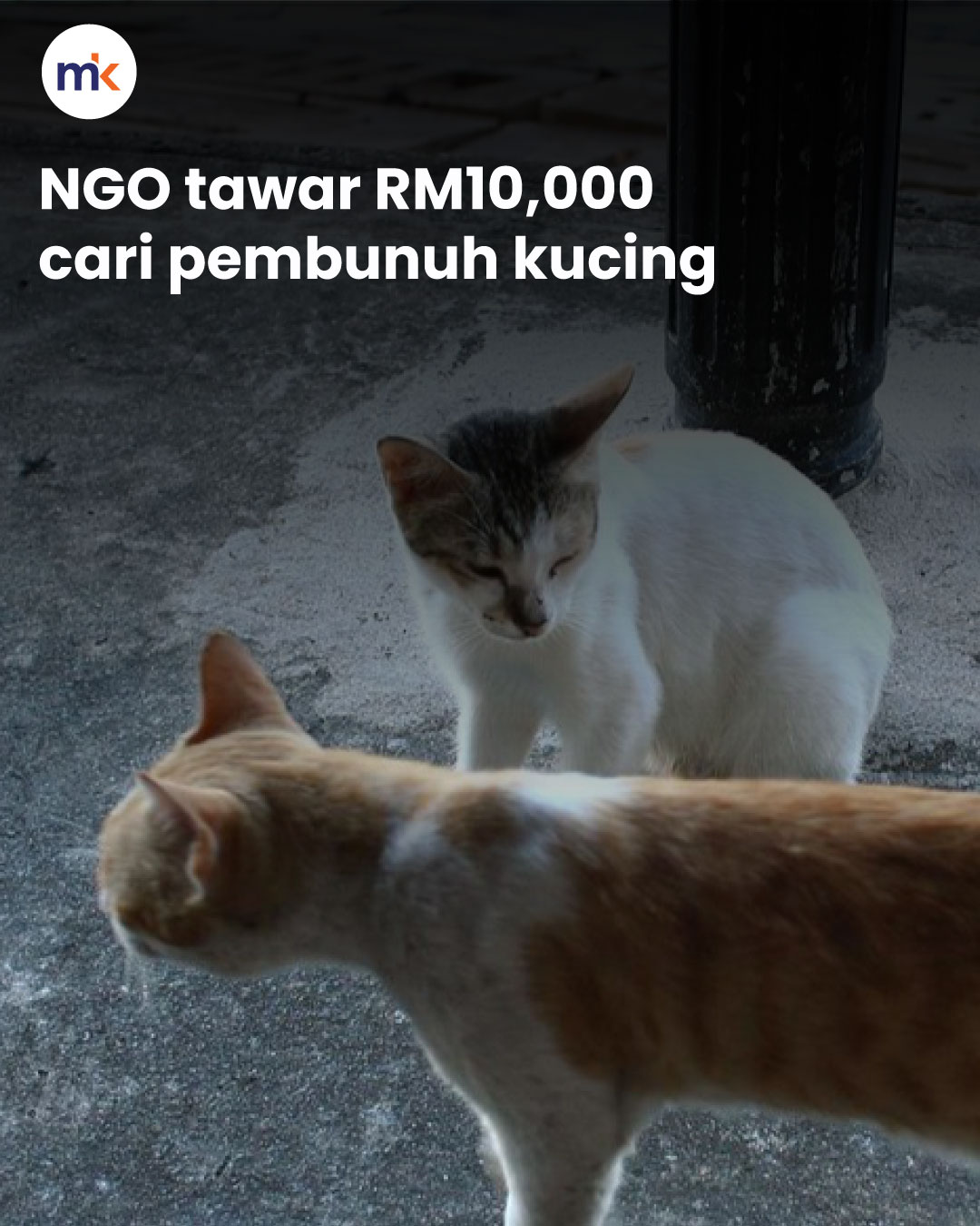 NGO tawar RM10,000 cari pembunuh kucing
