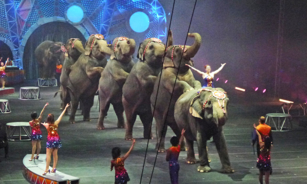 COMMENT | Are we witnessing a Barnum circus in Malaysia?