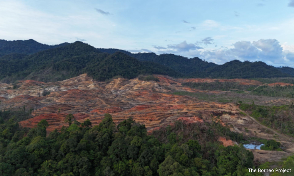 COMMENT | Promise of 'no deforestation': Sarawak's forests tell different story