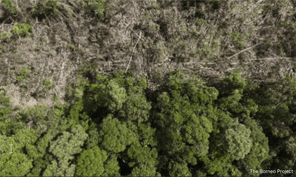 Company denies threatening Long Urun villagers over plantation