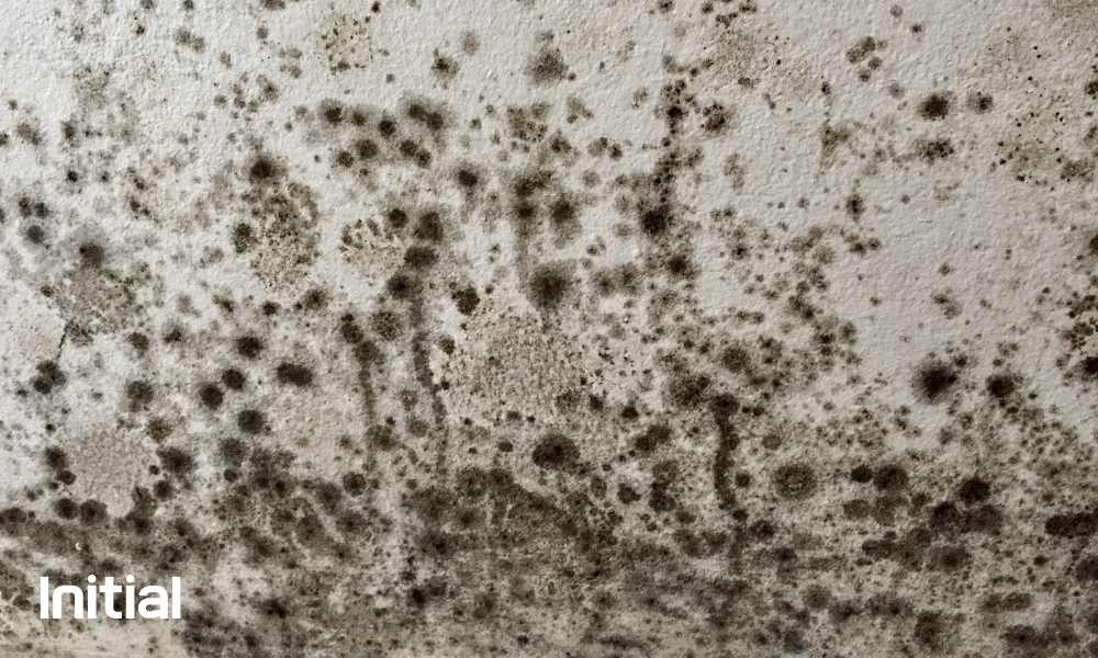What is Mould?