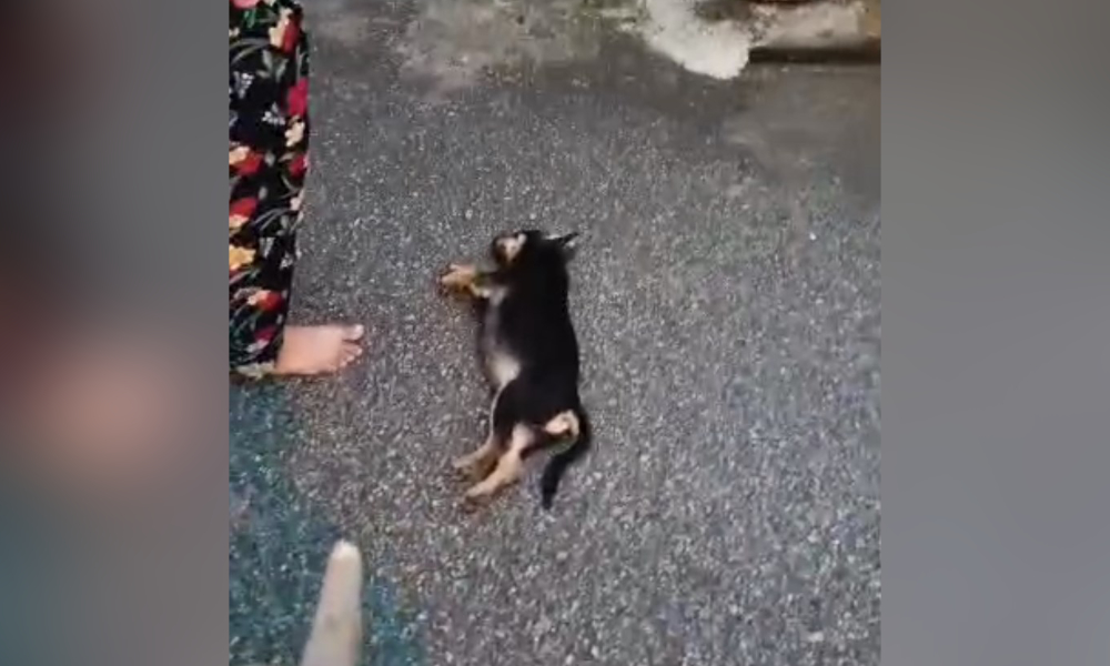 Cops probe puppy killing in Rawang