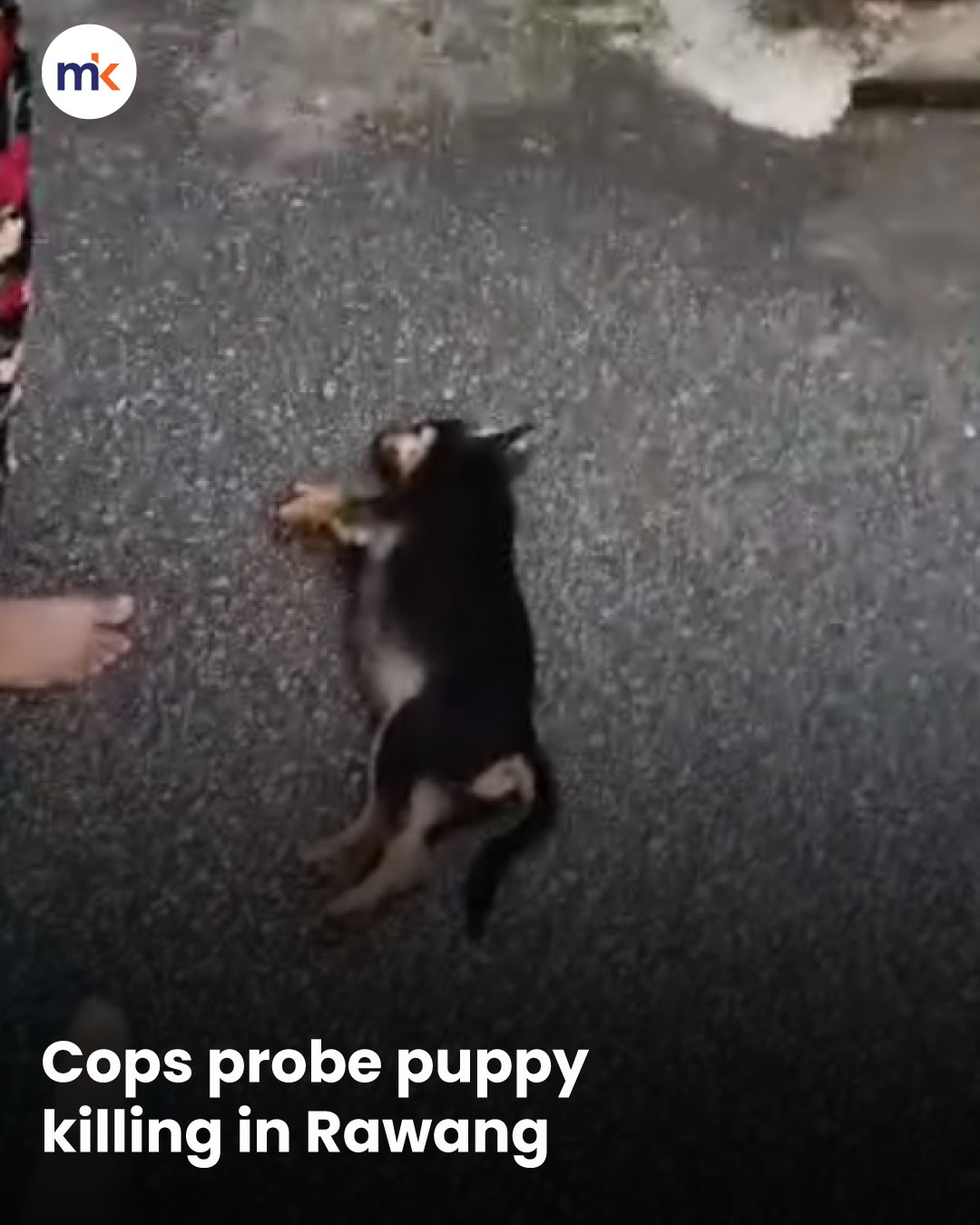 Cops probe puppy killing in Rawang