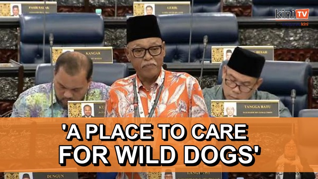 Langkawi MP wants special island for stray dogs