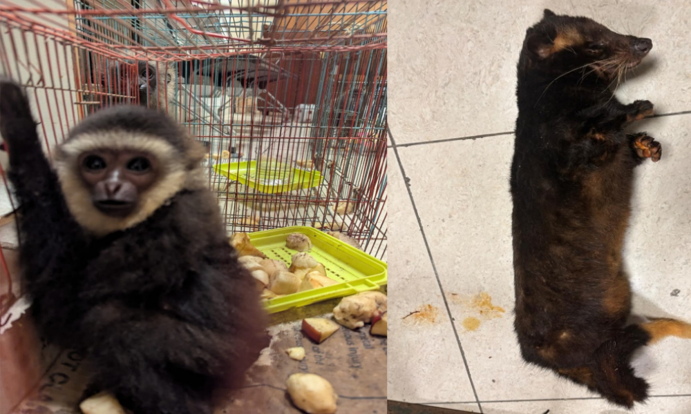 Wildlife smuggled on KL-Chennai flight same day minister inspected KLIA2