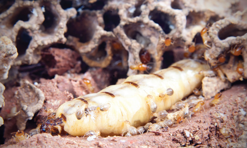 Did You Know Termites Are Secret Architects?