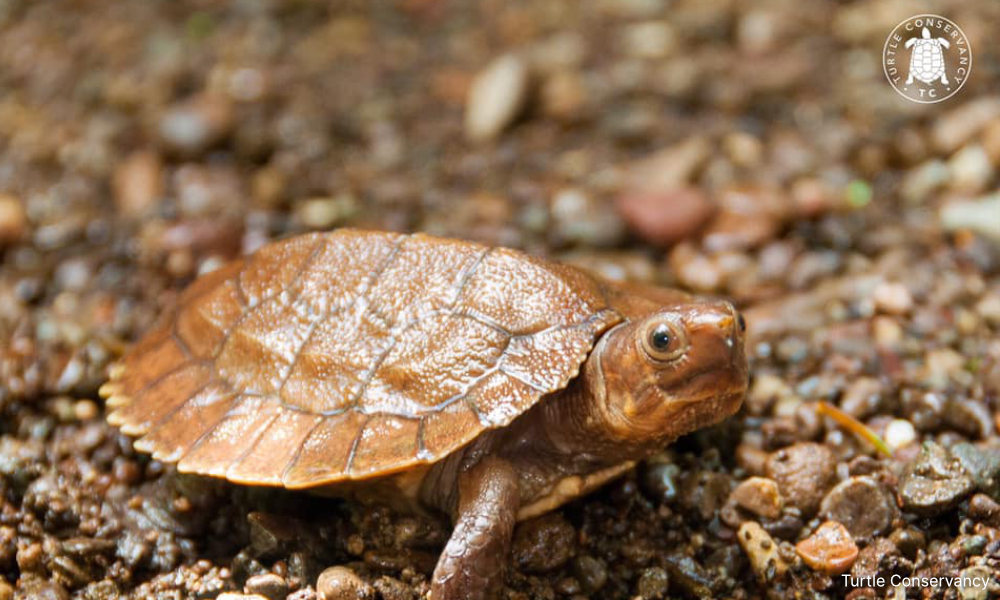Indian national pleads not guilty over KLIA wildlife smuggling