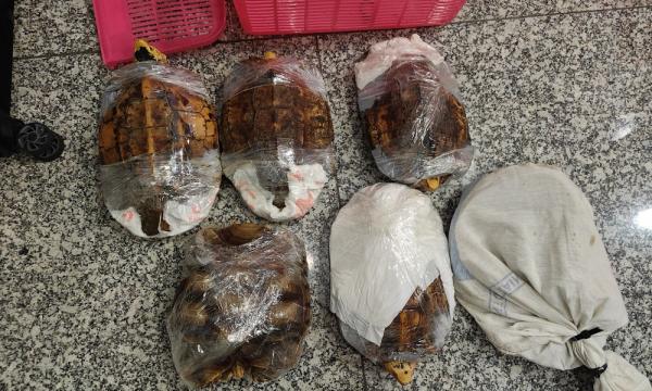 KLIA wildlife smuggling persists as MAHB defends its efforts