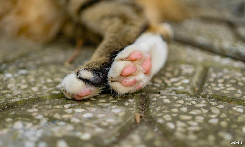 Pengawal keselamatan didenda RM40,000 kerana liwat kucing