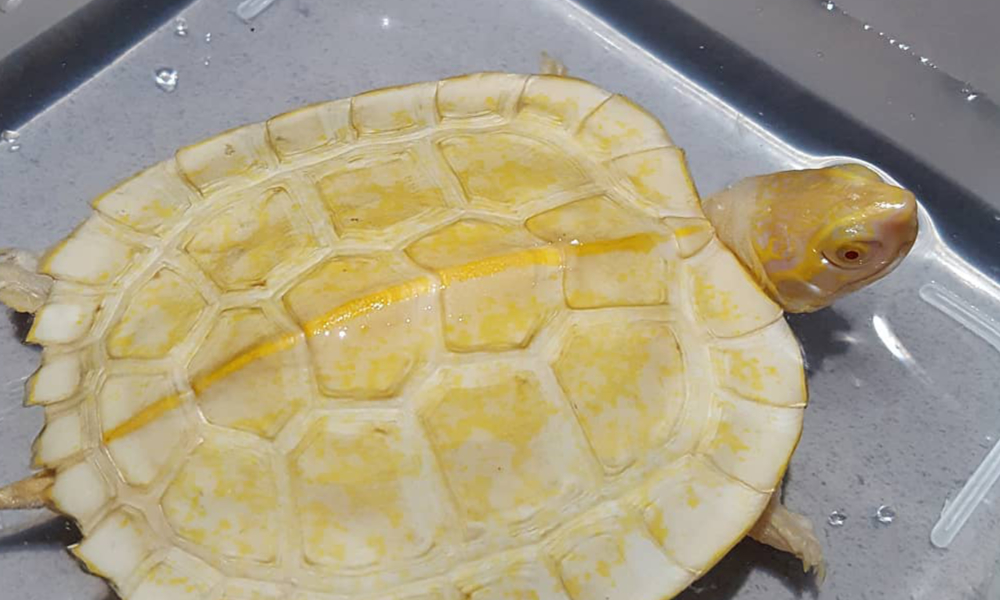 Foreign student charged with two counts of wildlife trafficking