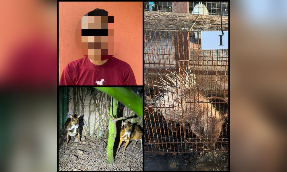 Man arrested with wildlife worth over RM90k in Johor