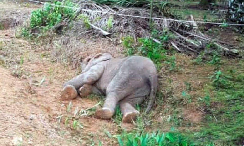 Sabah offers RM10k reward for info on pygmy elephant killings