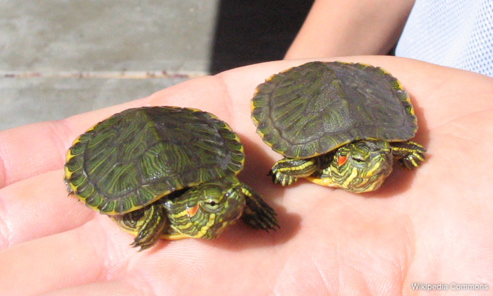 2 Indian nationals nabbed with nearly 3k turtles smuggled through KLIA