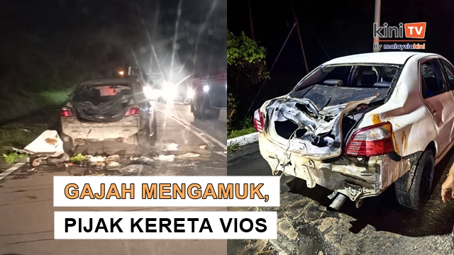 Angkara bunyikan hon, 3 gajah mengamuk serang kereta di Gerik
