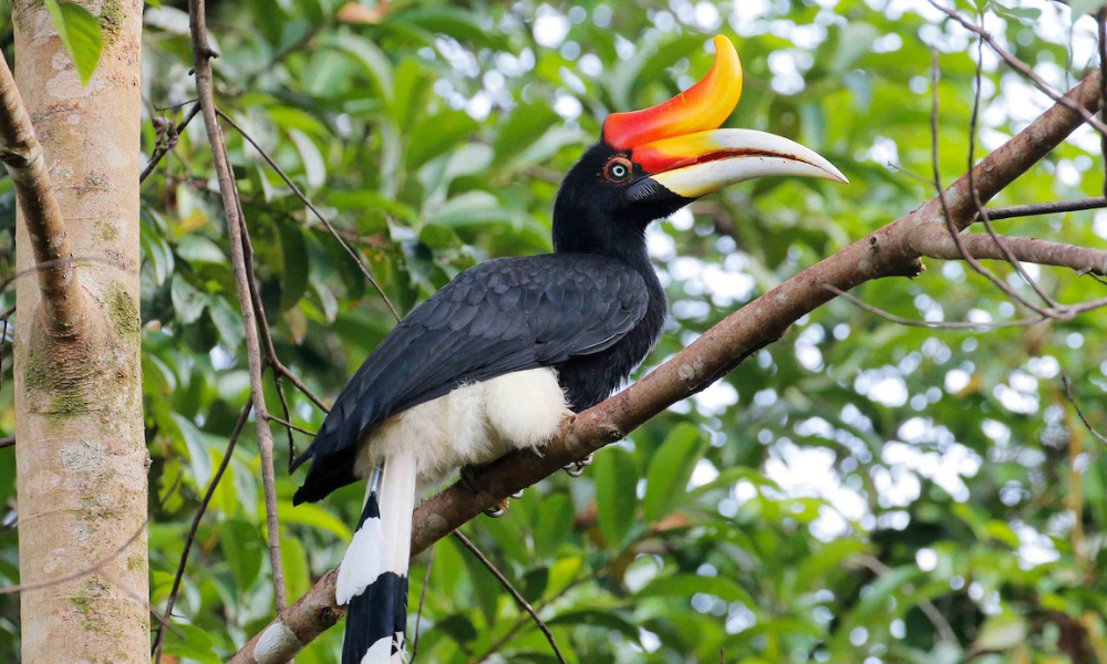 COMMENT | For Sarawakians, the right hornbill matters