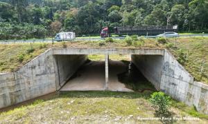 工程部允新建道路和大道，将设野生动物走廊