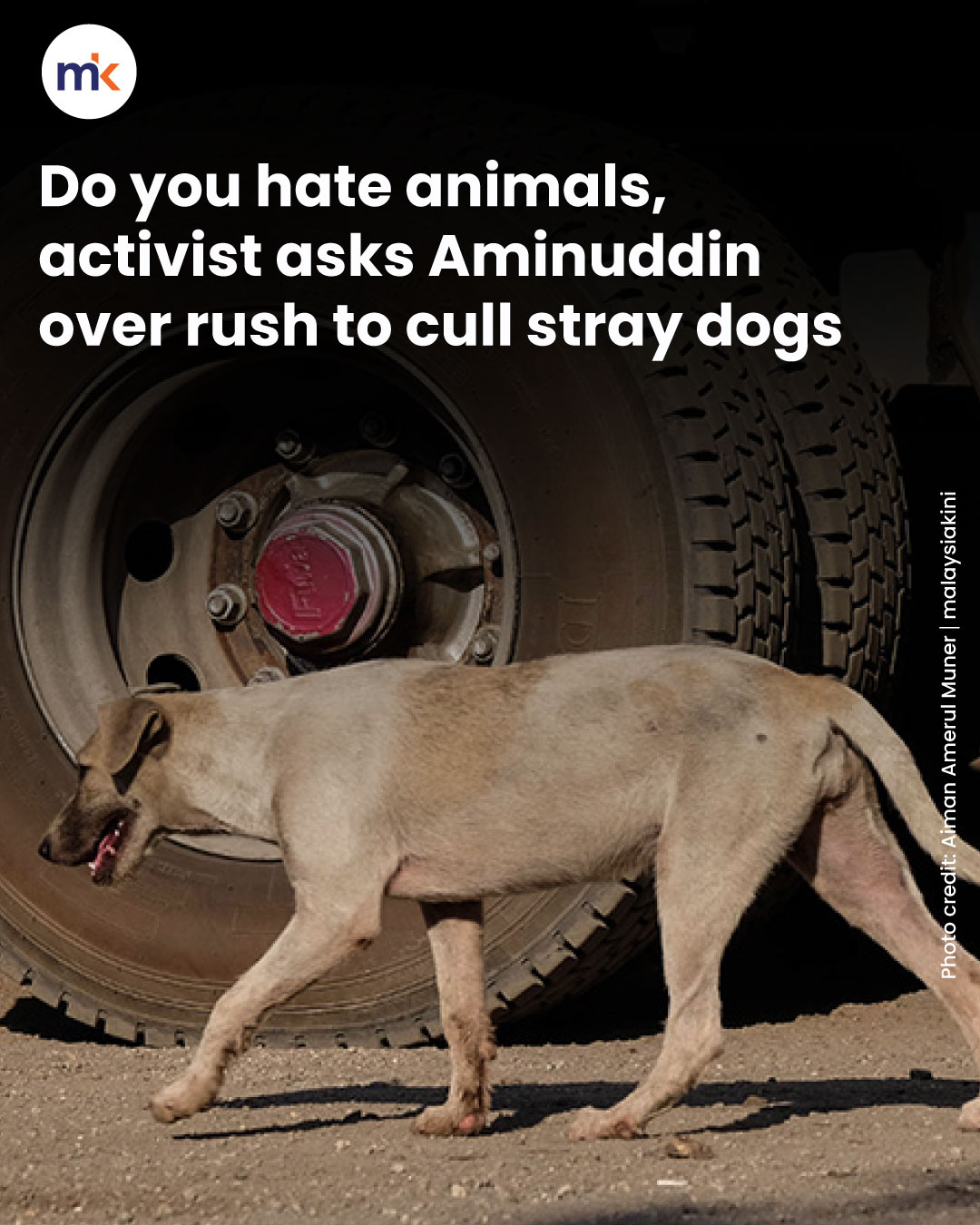 Do you hate animals, activist asks Aminuddin over rush to cull stray dogs