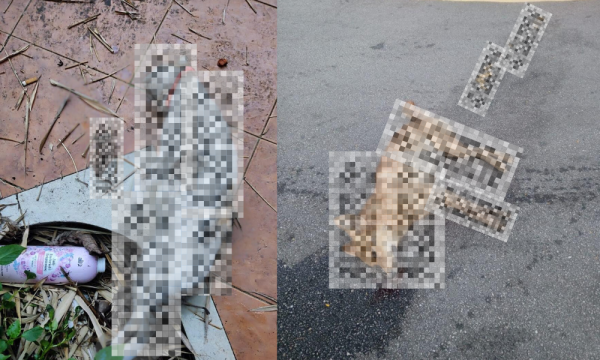 中毒的诱饵杀死狗，槟城山的宠物猫，探测开始了