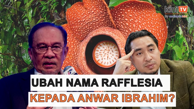 Bunga Rafflesia boleh dinamakan semula sebagai 'Anwar Ibrahim', gurau Wan Fayhsal di Parlimen