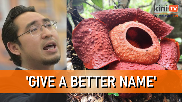 MP jokes about renaming Rafflesia the ‘Anwar Ibrahim' flower