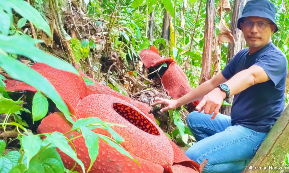 ULASAN | Nama Rafflesia: Keseimbangan adalah kunci