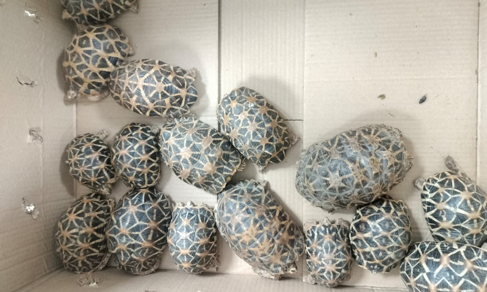 KLIA-bound smuggler nabbed with 30 tortoises at Indian airport