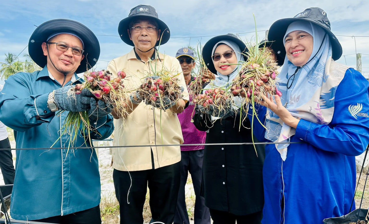 Tuaian pertama bawang Kelantan cecah hasil 18.4 tan