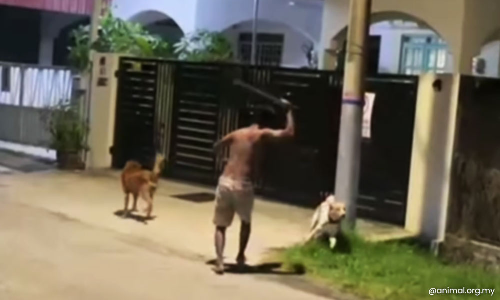 Pukul anjing hingga mati, Thineshkumar didenda RM20,000 1 4675fb7f4e6322a4211bc542227b311a