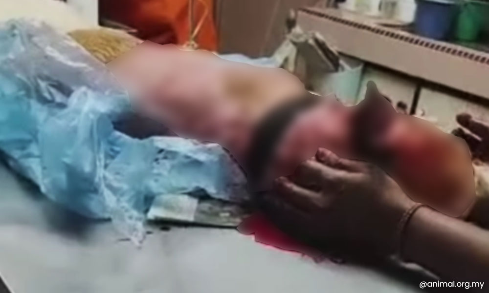 Polis tahan lelaki pukul anjing guna batang besi hingga mati 2 9a56e4e79868cf5e2003f9affad5586c