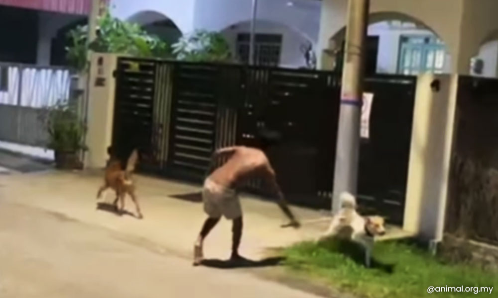 Pukul anjing hingga mati, Thineshkumar didenda RM20,000 2 9e52fc6d38884f8d888ca013a9b2cdfc