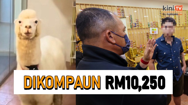 Pamer alpaka dalam restoran: Premis didenda RM10k, diarah tutup 7 hari