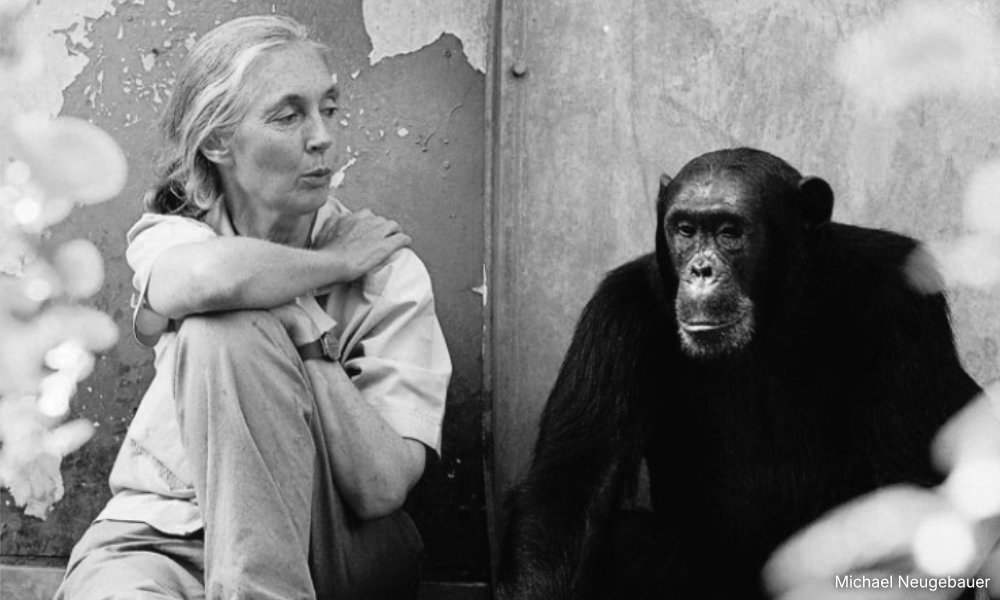 COMMENT | Jane Goodall: A giant among great apes