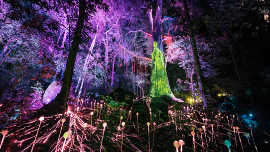 Unfold Malaysia’s timeless tales through tech at Dream Forest Langkawi with Klook