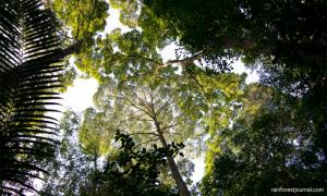 COMMENT | Green promises broken at Ayer Hitam