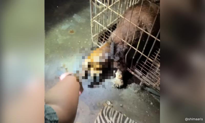 Jabatan veterinar siasat dakwaan pengabaian haiwan