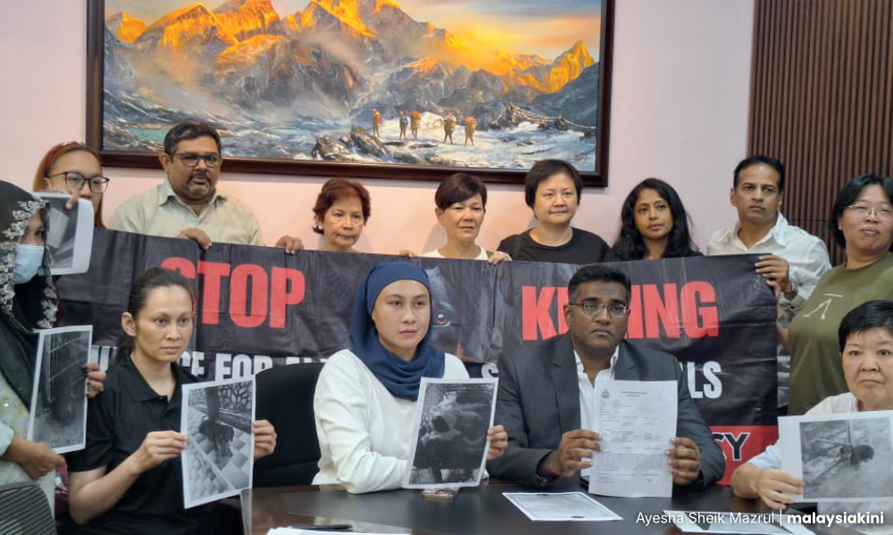 Animal deaths spark calls for urgent action against vet clinic