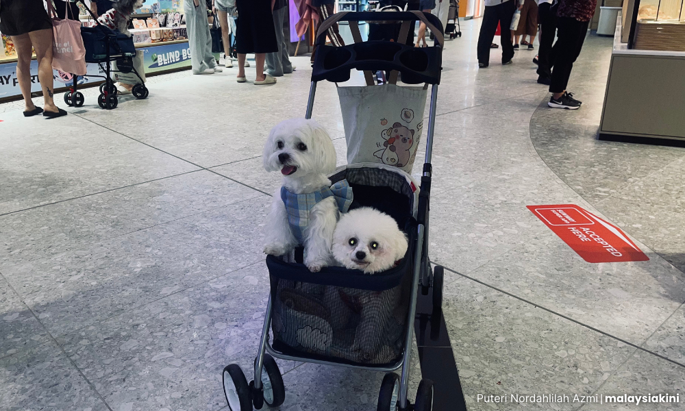 Cite laws that ban pets from entering malls, NGO tells state exco
