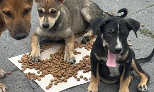 COMMENT | Could euthanasia be the last resort for strays?
