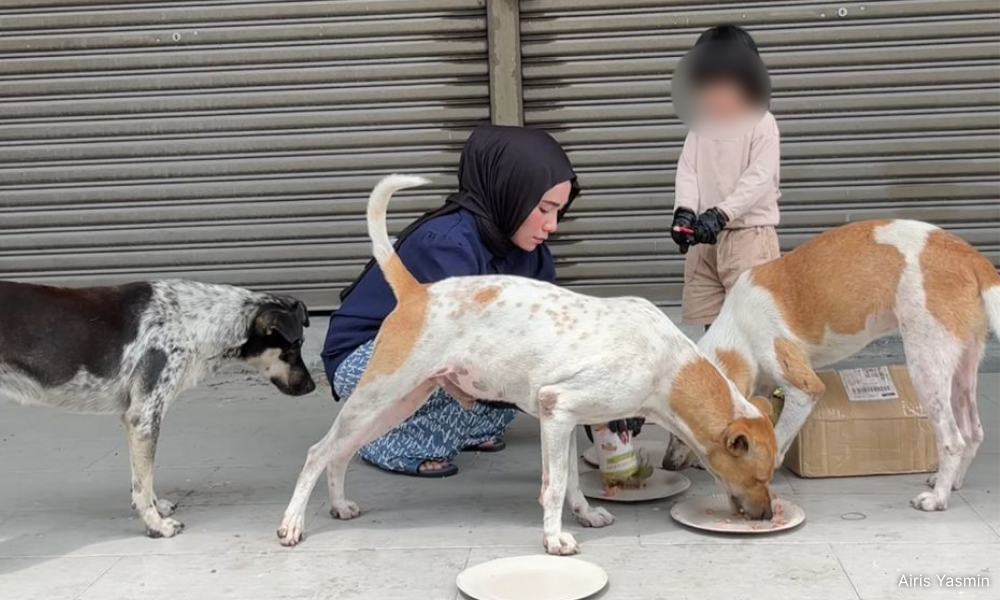 Kongsi rezeki tanpa sempadan: Kasih ibu terhadap anjing jalanan