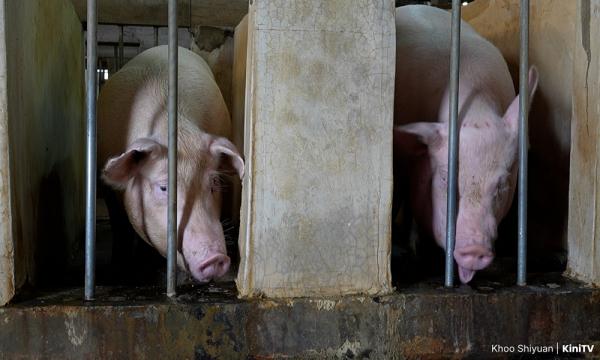 KINIGUIDE | The battle over Selangor's pig farms 2 h ago ⋅ 12