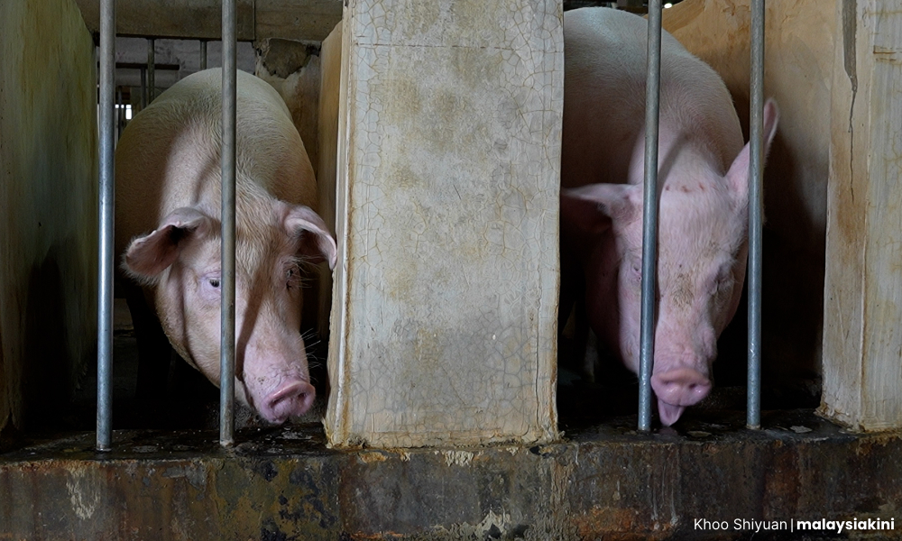 malaysiakini.com - Malaysiakini Team - KINIGUIDE | Selangor's pig farming dispute