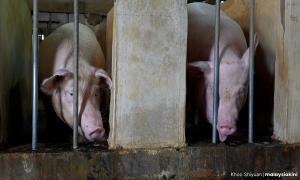 快乐的猪也有烦恼？看懂丹绒士拔养猪场争议