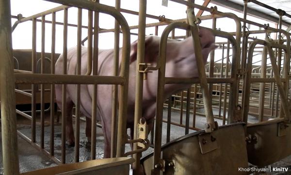 NGO gesa k'jaan tangani transformasi industri penternakan babi